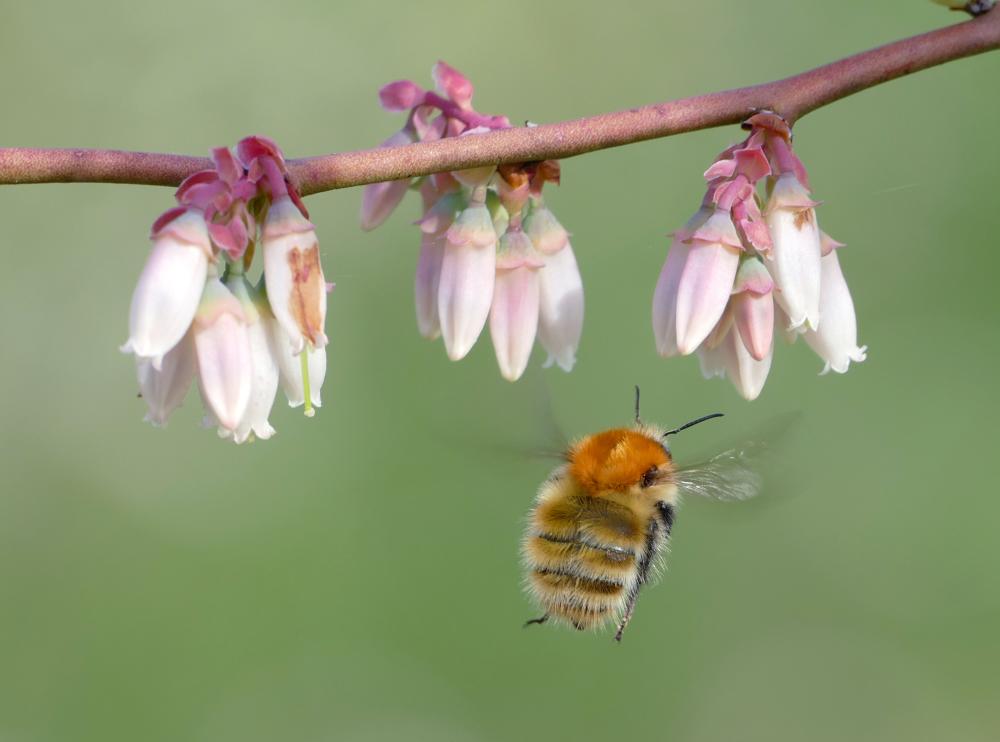 Polinizadores en peligro Polinizadores en peligro