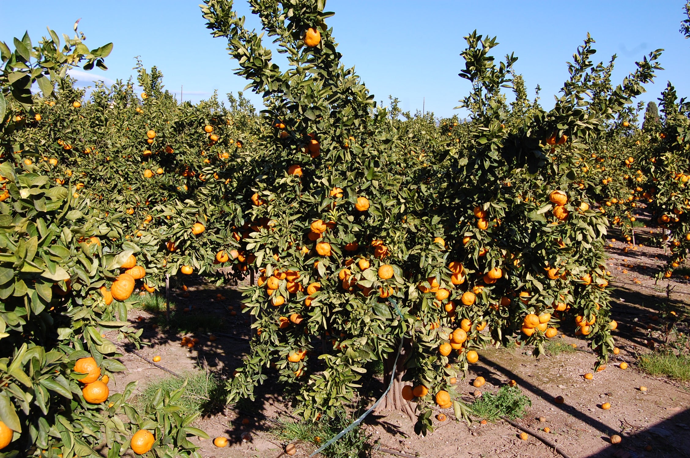 Roban más de 36.000 kilos de Clemenvillas en dos fincas de Betxí, una variedad con alta cotización ahora en el mercado Roban más de 36.000 kilos de Clemenvillas en dos fincas de Betxí, una variedad con alta cotización ahora en el mercado