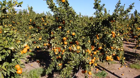 Roban más de 36.000 kilos de Clemenvillas en dos fincas de Betxí, una variedad con alta cotización ahora en el mercado Roban más de 36.000 kilos de Clemenvillas en dos fincas de Betxí, una variedad con alta cotización ahora en el mercado