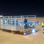 Benidorm realiza una limpieza intensiva de las playas para prepararlas de cara a las primeras citas turísticas 