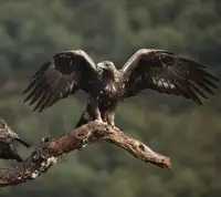 Las reinas de Álava Las reinas de Álava