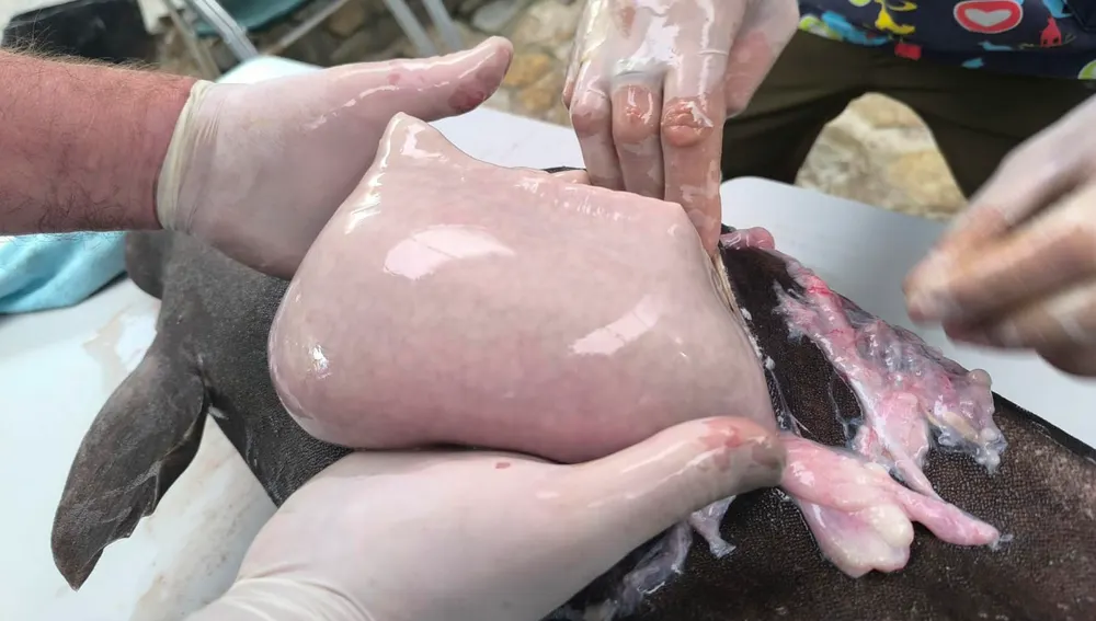 El hígado del tiburón foca El hígado del tiburón foca