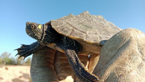 Tortuga en el rio Vinalop&oacute;