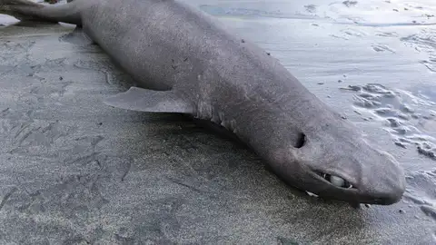 El tiburón foca varado en la playa de Luarca El tiburón foca varado en la playa de Luarca