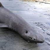 El tiburón foca varado en la playa de Luarca