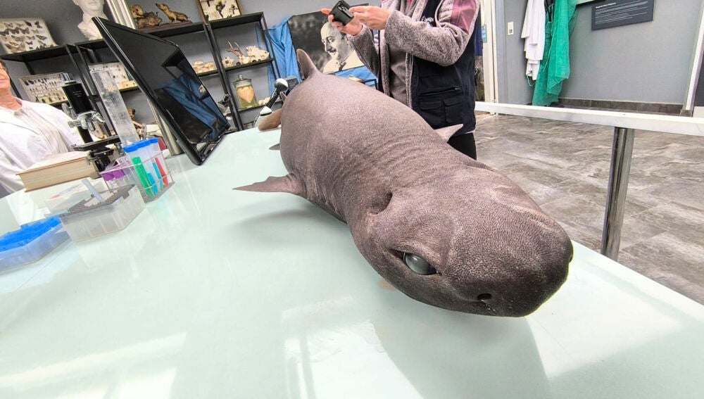 El tiburón foca encontrado en Asturias