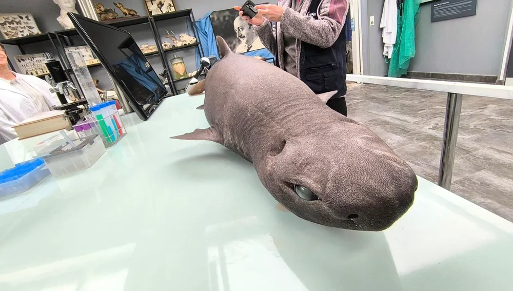 El tiburón foca encontrado en Asturias El tiburón foca encontrado en Asturias