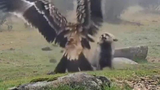 El espectacular vídeo del enfrentamiento entre un águila imperial y un zorro en algún punto de la Comunidad de Madrid: "Jefazo" El espectacular vídeo del enfrentamiento entre un águila imperial y un zorro en algún punto de la Comunidad de Madrid: "Jefazo"