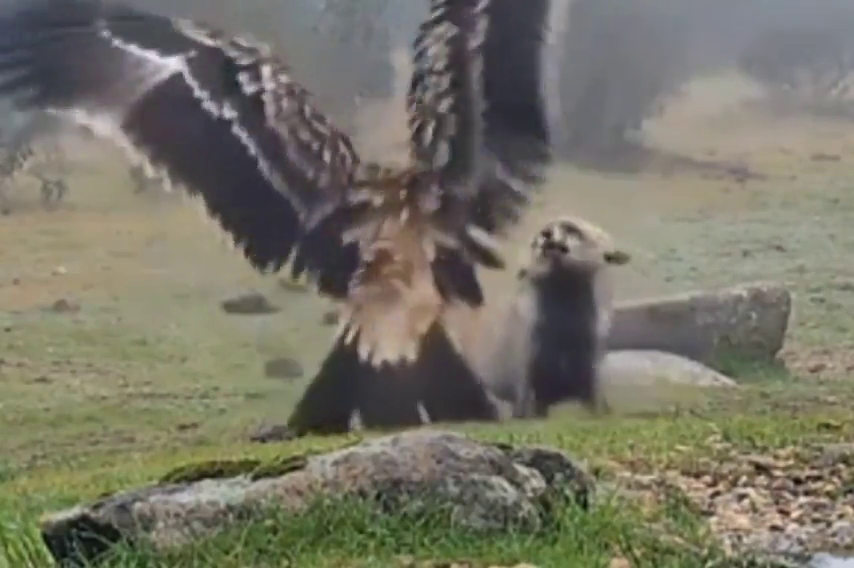 El espectacular vídeo del enfrentamiento entre un águila imperial y un zorro en la Comunidad de Madrid: "Jefazo" El espectacular vídeo del enfrentamiento entre un águila imperial y un zorro en la Comunidad de Madrid: "Jefazo"