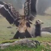 El espectacular vídeo del enfrentamiento entre un águila imperial y un zorro en algún punto de la Comunidad de Madrid: "Jefazo"