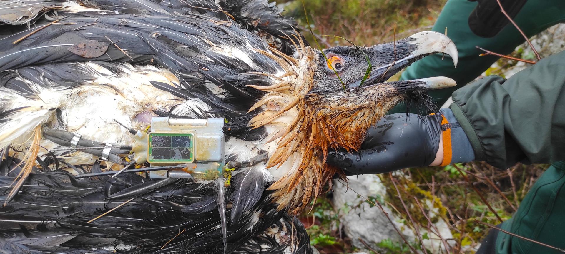 Muere envenenado un quebrantahuesos en Picos de Europa Muere envenenado un quebrantahuesos en Picos de Europa