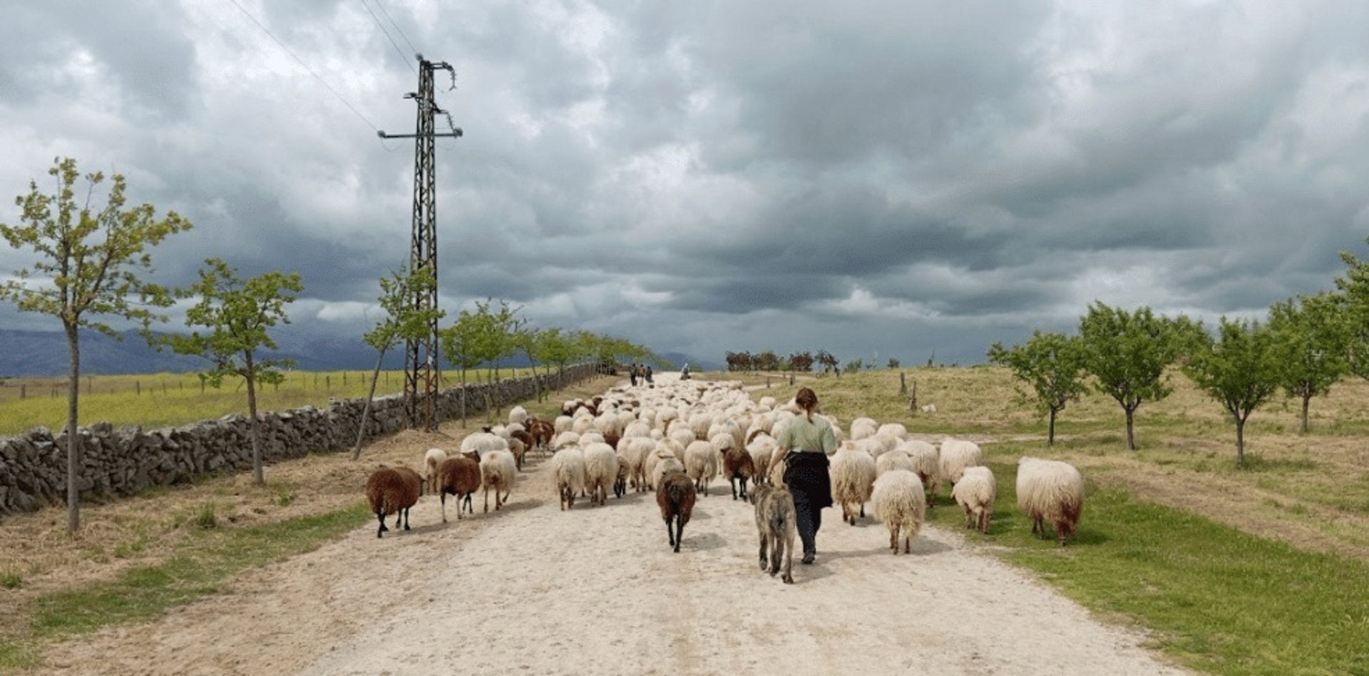 Ganaderos extremeños que practiquen la trashumancia a pie podrán recibir una subvención de hasta 5.000 euros Ganaderos extremeños que practiquen la trashumancia a pie podrán recibir una subvención de hasta 5.000 euros