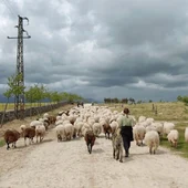 Ganaderos extremeños que practiquen la trashumancia a pie podrán recibir una subvención de hasta 5.000 euros Ganaderos extremeños que practiquen la trashumancia a pie podrán recibir una subvención de hasta 5.000 euros