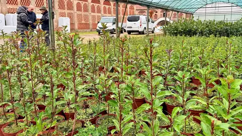 La Diputación de Cáceres reparte 23.000 árboles a 147 municipios de la provincia para embellecer sus calles La Diputación de Cáceres reparte 23.000 árboles a 147 municipios de la provincia para embellecer sus calles