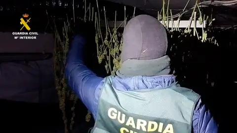 La plantación intensiva de marihuana desmantelada en Ibi (Alicante) La plantación intensiva de marihuana desmantelada en Ibi (Alicante)