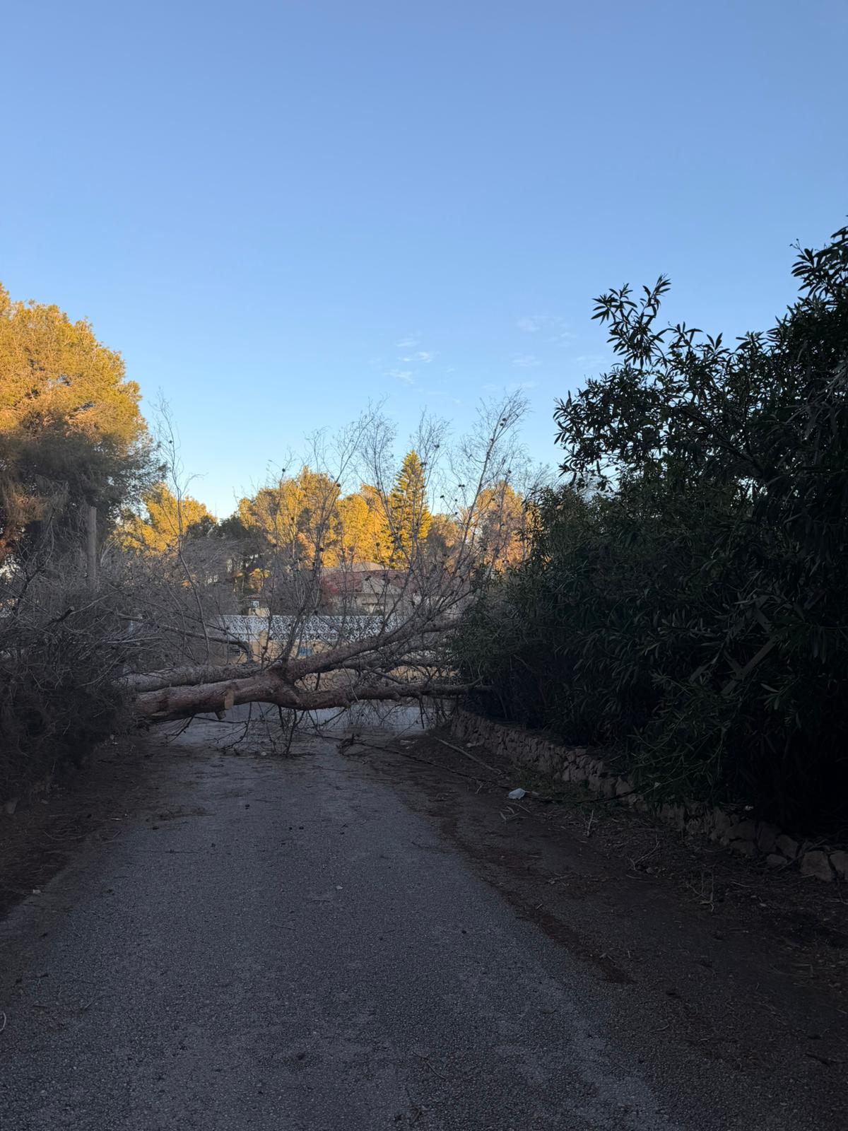 Diversas incidencias con motivo del temporal en la Marina Baixa entre ellas una mujer herida en Altea por la caída de un árbol Diversas incidencias con motivo del temporal en la Marina Baixa entre ellas una mujer herida en Altea por la caída de un árbol