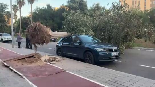 Bomberos y Polic&iacute;a Local atienden m&aacute;s de 180 incidencias por los fuertes vientos 
