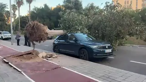 Bomberos y Policía Local atienden más de 180 incidencias por los fuertes vientos Bomberos y Policía Local atienden más de 180 incidencias por los fuertes vientos