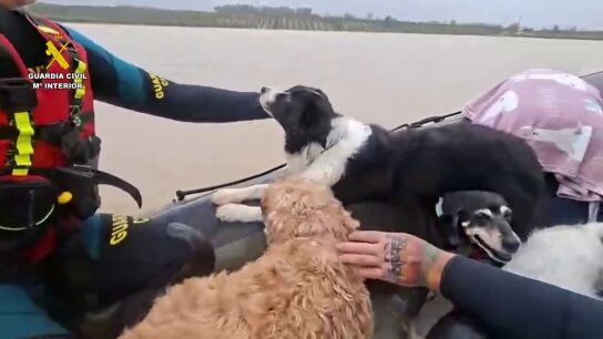 El v&iacute;deo del emocionante rescate de unos perros atrapados por las inundaciones tras la crecida del Guadalete
