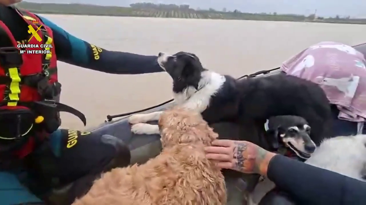 El vídeo del emocionante rescate de unos perros atrapados por las inundaciones tras la crecida del Guadalete El vídeo del emocionante rescate de unos perros atrapados por las inundaciones tras la crecida del Guadalete