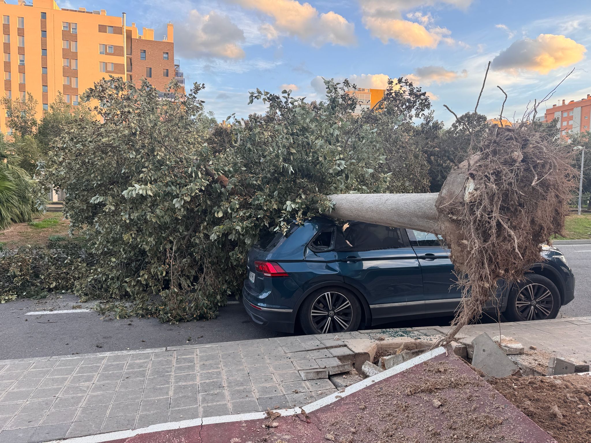 ¿Fue solo el viento el culpable de la caída de árboles? Un experto explica en Más de uno Alicante por qué no ¿Fue solo el viento el culpable de la caída de árboles? Un experto explica en Más de uno Alicante por qué no