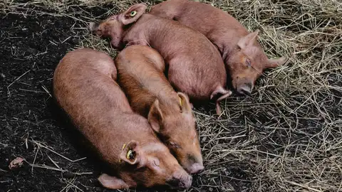 Camino de Santiago Camino de Santiago