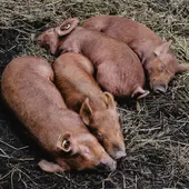 Camino de Santiago Camino de Santiago