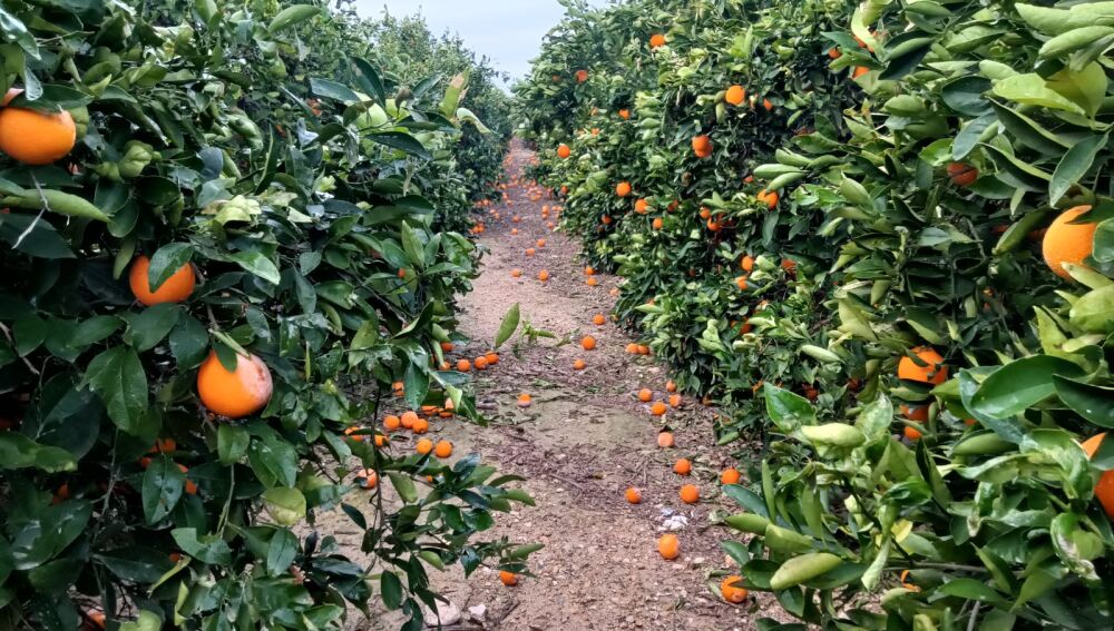 El fruto por los suelos 