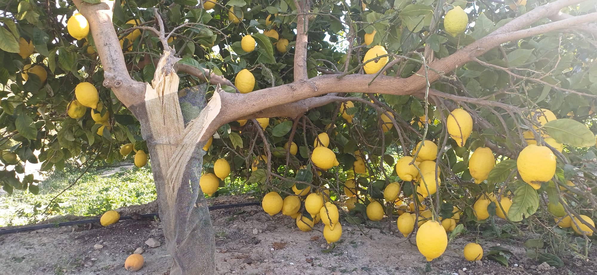 ASAJA Alicante constata importantes daños por el viento en cítricos y estructuras agrarias ASAJA Alicante constata importantes daños por el viento en cítricos y estructuras agrarias