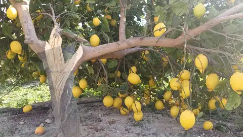 Los limoneros rotos por el fuerte viento Los limoneros rotos por el fuerte viento