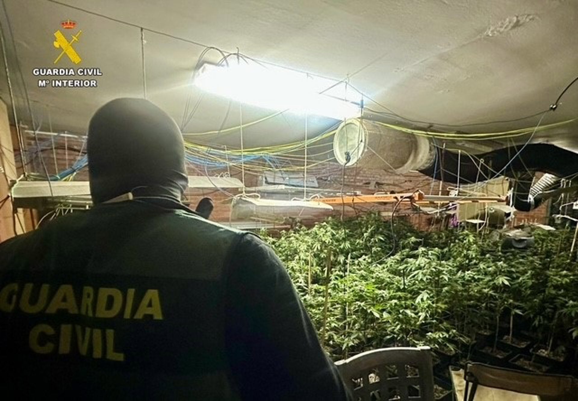 La Guardia Civil detiene a dos personas por una "plantación indoor" con 446 plantas de marihuana en Malpartida de Plasencia La Guardia Civil detiene a dos personas por una "plantación indoor" con 446 plantas de marihuana en Malpartida de Plasencia