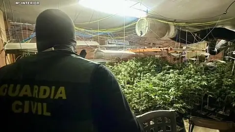 La Guardia Civil detiene a dos personas por una "plantación indoor" con 446 plantas de marihuana en Malpartida de Plasencia La Guardia Civil detiene a dos personas por una "plantación indoor" con 446 plantas de marihuana en Malpartida de Plasencia