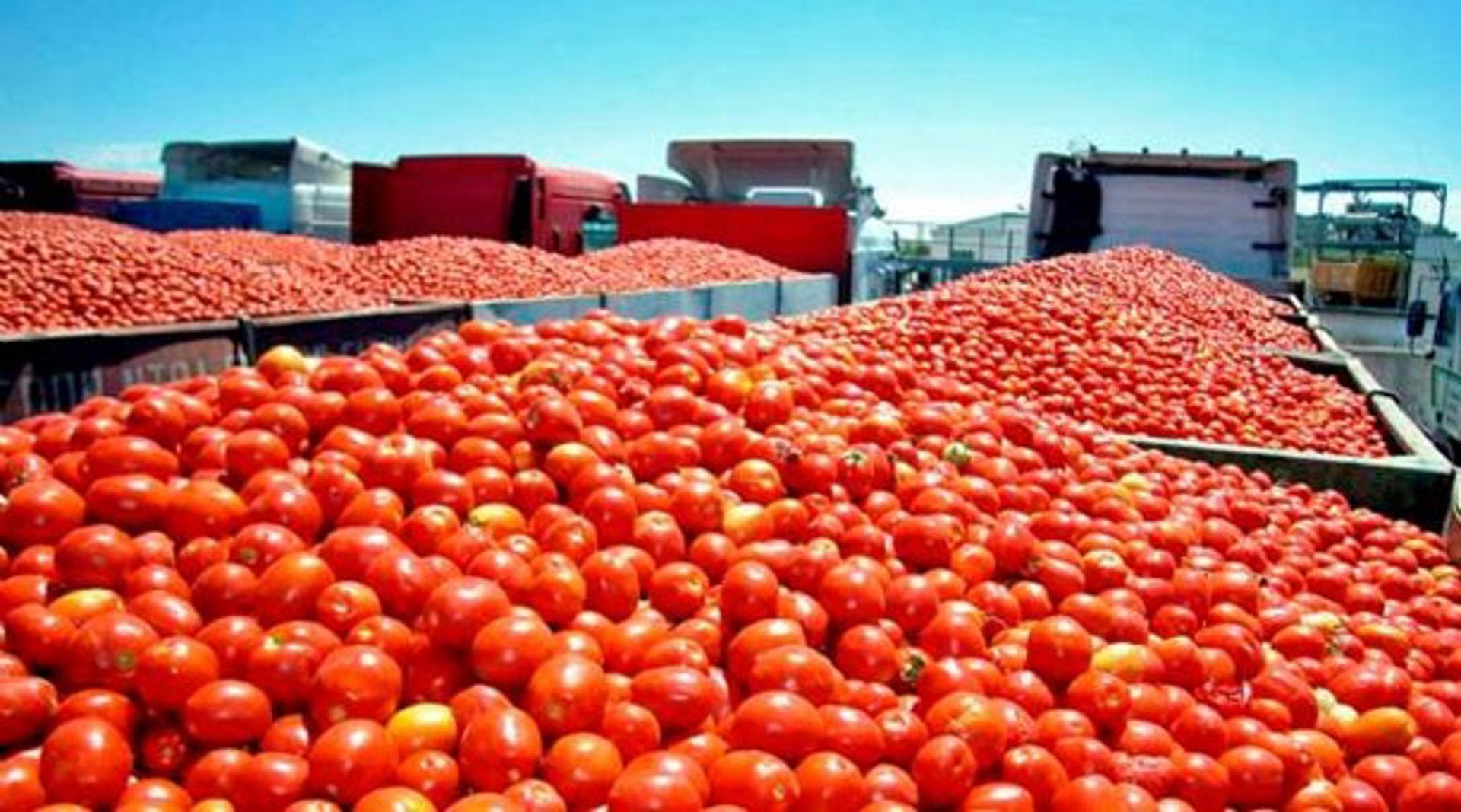 UPA-UCE alerta del intento de la industria privada de "pagar precios ruinosos" a los productores de tomate UPA-UCE alerta del intento de la industria privada de "pagar precios ruinosos" a los productores de tomate