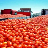 UPA-UCE alerta del intento de la industria privada de "pagar precios ruinosos" a los productores de tomate UPA-UCE alerta del intento de la industria privada de "pagar precios ruinosos" a los productores de tomate