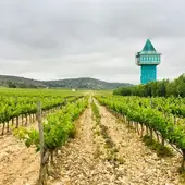 Imagen de un viñedo. Imagen de un viñedo.