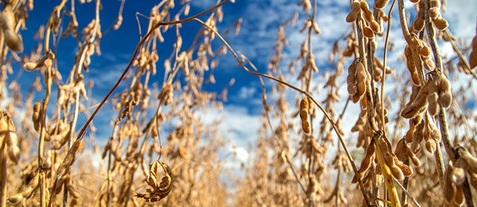 El maíz y la soja despuntan con un aumento de superficie “histórica” El maíz y la soja despuntan con un aumento de superficie “histórica”