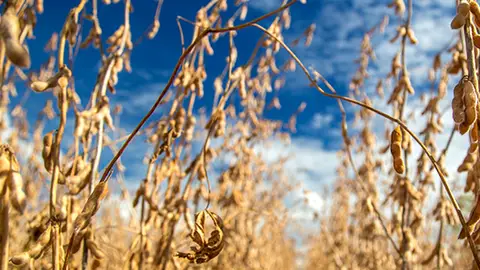 El maíz y la soja despuntan con una producción “histórica” Las hectáreas de soja se han incrementado en 50 con respecto a la campaña anterior