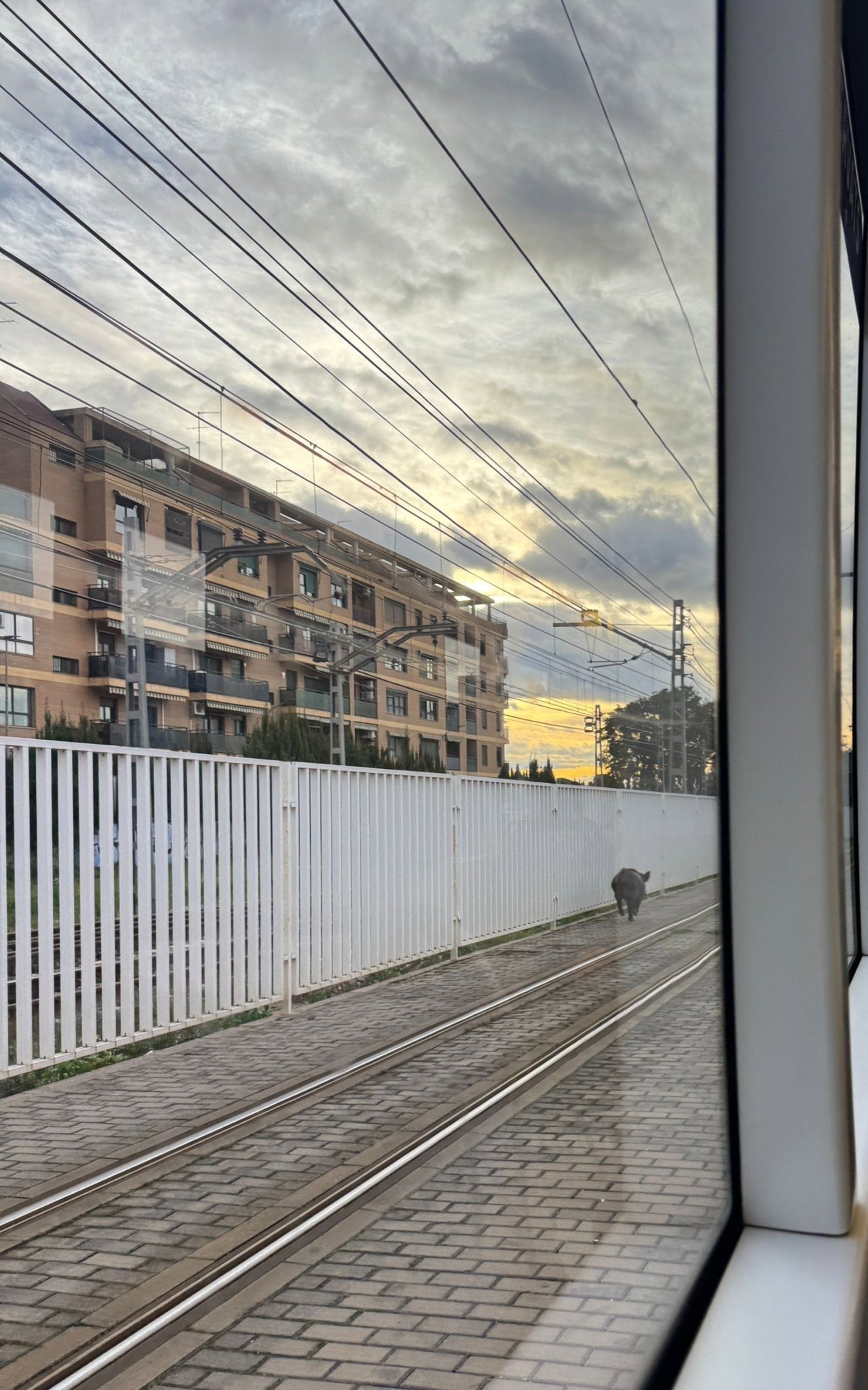 La presencia de un jabalí en las vías de Metrovalencia provoca retrasos en las líneas 1 y 2 La presencia de un jabalí en las vías de Metrovalencia provoca retrasos en las líneas 1 y 2
