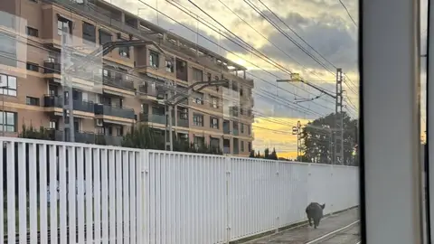 La presencia de un jabalí en las vías del metro provoca retrasos en las líneas 1 y 2 de Metrovalencia. La presencia de un jabalí en las vías del metro provoca retrasos en las líneas 1 y 2 de Metrovalencia.