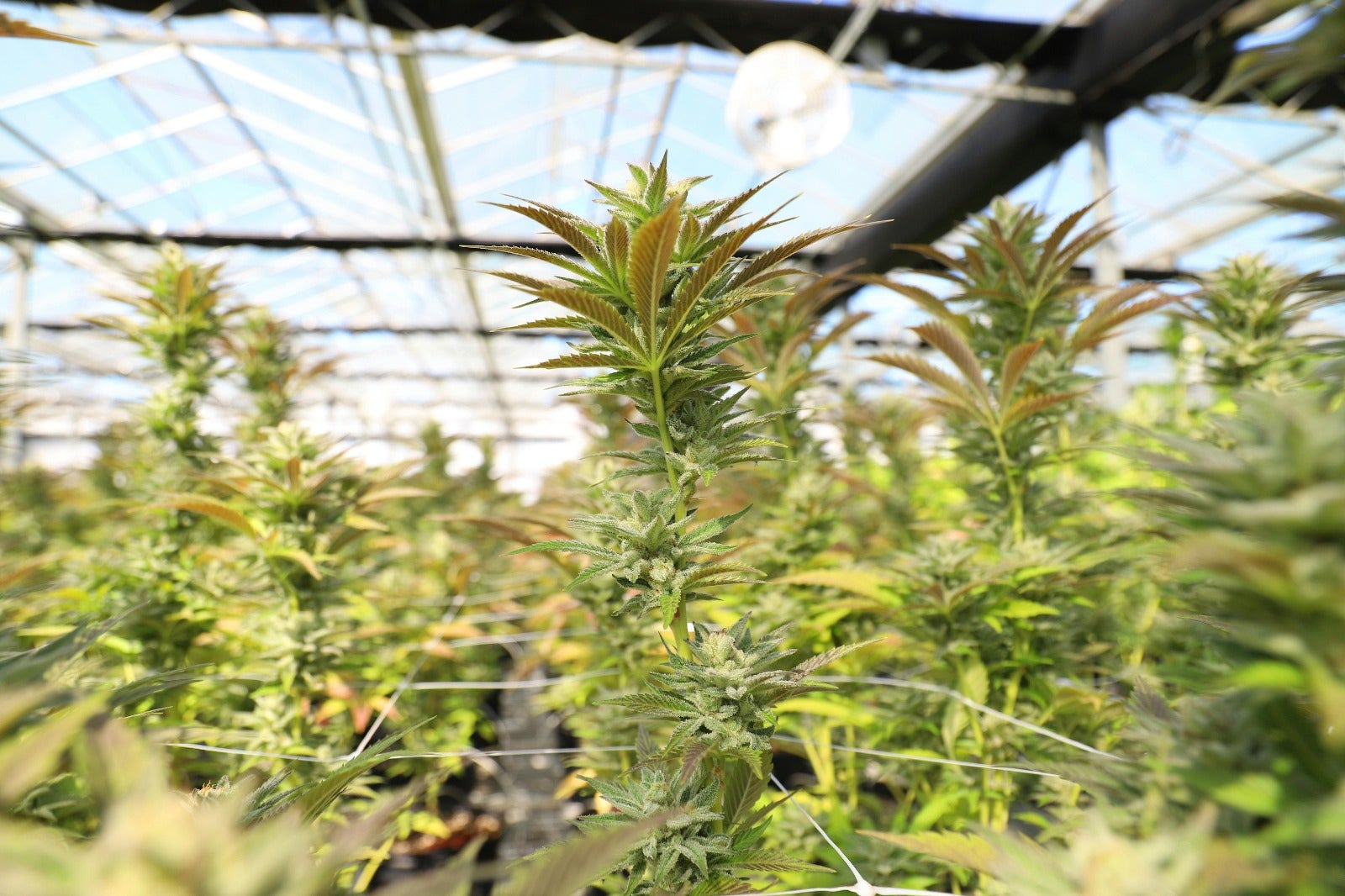 Un incendio destapa la mayor plantación de marihuana hallada en el casco urbano de Alberic Un incendio destapa la mayor plantación de marihuana hallada en el casco urbano de Alberic