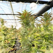 Un incendio destapa la mayor plantación de marihuana hallada en el casco urbano de Alberic Un incendio destapa la mayor plantación de marihuana hallada en el casco urbano de Alberic