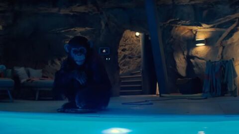 Primate