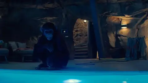 Primate Primate