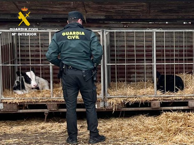 Investigan a un vecino de Torrelavega por sustraer un ternero en Puente Viesgo Investigan a un vecino de Torrelavega por sustraer un ternero en Puente Viesgo