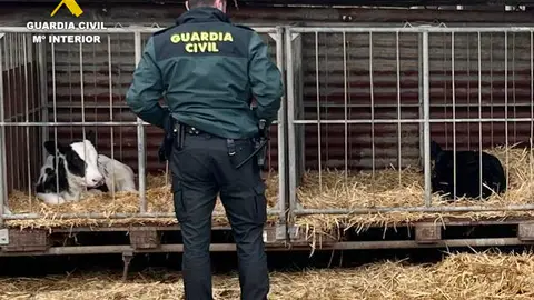 Ternero sustraído en Puente Viesgo Ternero sustraído en Puente Viesgo