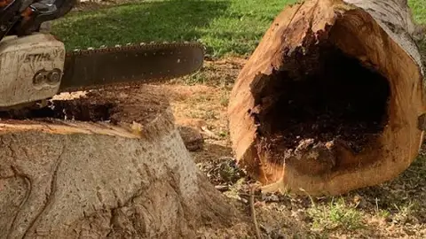 Altea retira cinco chopos blancos por seguridad tras el episodio de fuertes vientos Altea retira cinco chopos blancos por seguridad tras el episodio de fuertes vientos