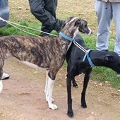 Detenido por la Guardia Civil un integrante de una organización criminal dedicada a la caza furtiva con galgos Detenido por la Guardia Civil un integrante de una organización criminal dedicada a la caza furtiva con galgos