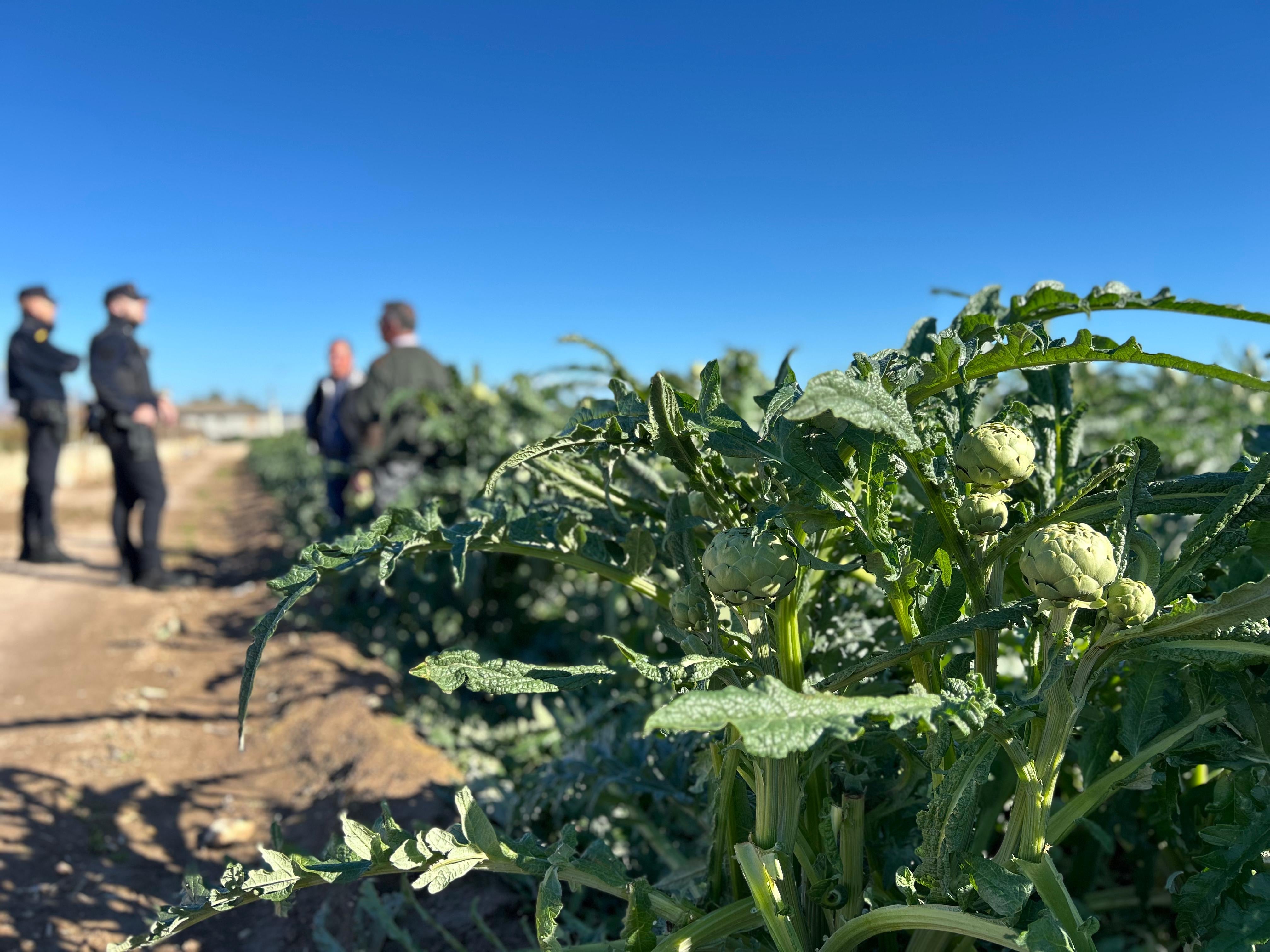 La Policía Local de Elche refuerza la vigilancia en torno a los cultivos de alcachofas La Policía Local de Elche refuerza la vigilancia en torno a los cultivos de alcachofas