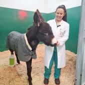Hablamos con la doctora Débora Jorge Casado, del Hospital Veterinario de @unileon, tras la operación "inédita" que salvó la vida del burro Pablete.