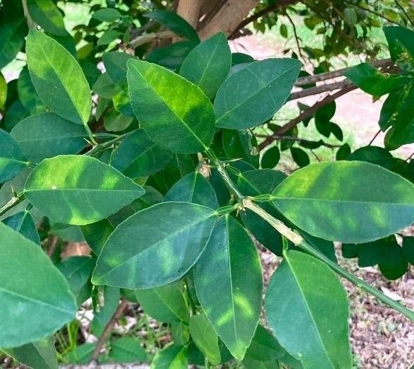 Detectan más de 20 casos del virus de la clorosis nervial amarilla en cítricos de la Comunitat Valenciana Detectan más de 20 casos del virus de la clorosis nervial amarilla en cítricos de la Comunitat Valenciana